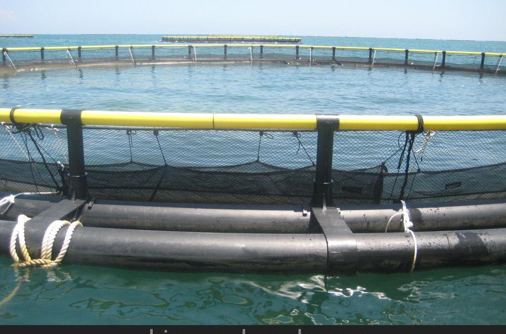 lemmaid="3911363">海域 /a>,养殖容量在1500立方米以上的大型网箱