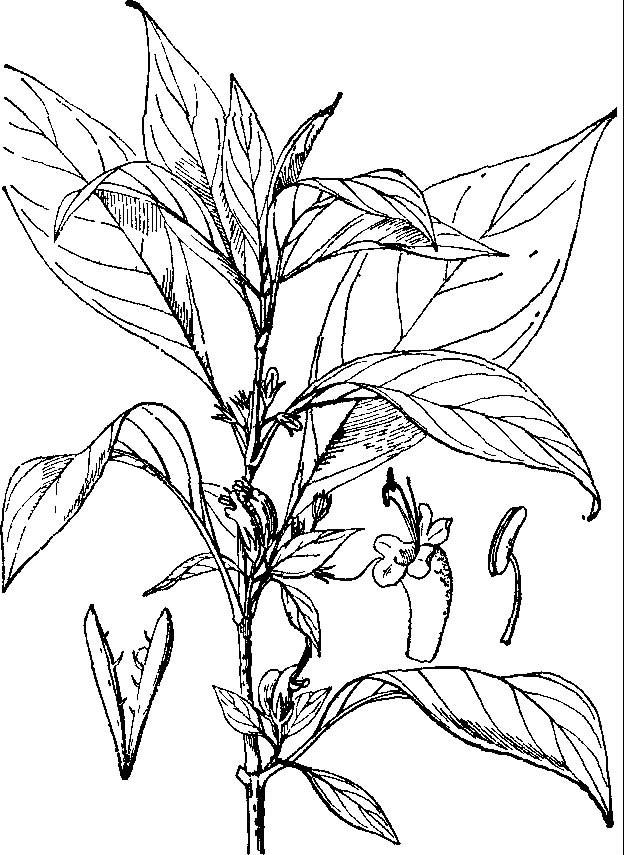  p> b>毛脉火焰花 /b>(学名: i>phlogacanthus pubinervius /i>)为爵