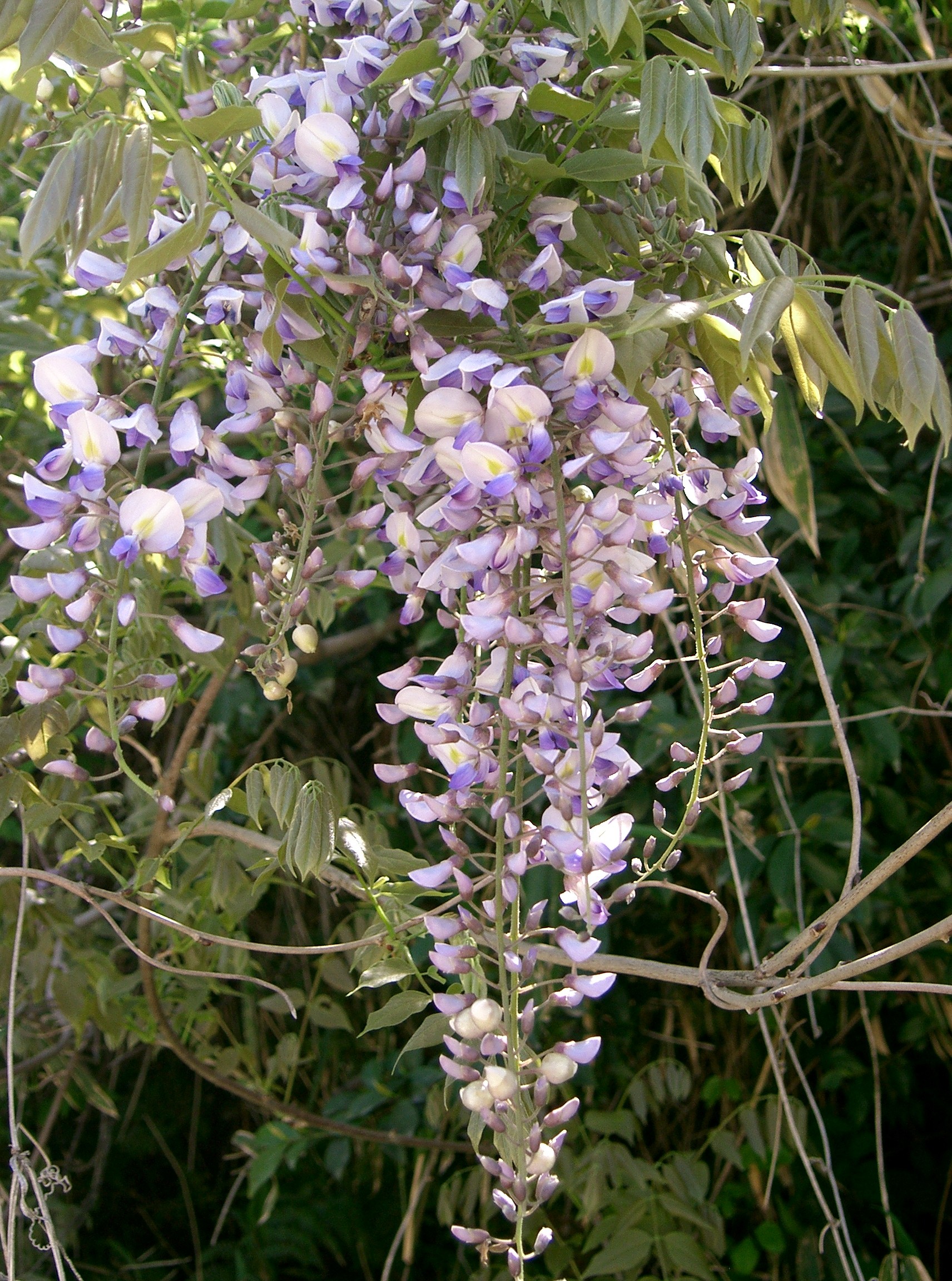  p>短梗紫藤(学名: i>wisteria brevidentata  /i>rehd.