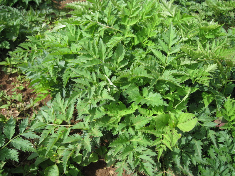  p>川芎(学名: i>ligusticum chuanxiong hort /i>),栽培植物,主产于