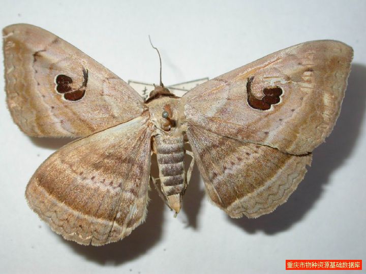  p>昆虫名,属鳞翅目,夜蛾科.