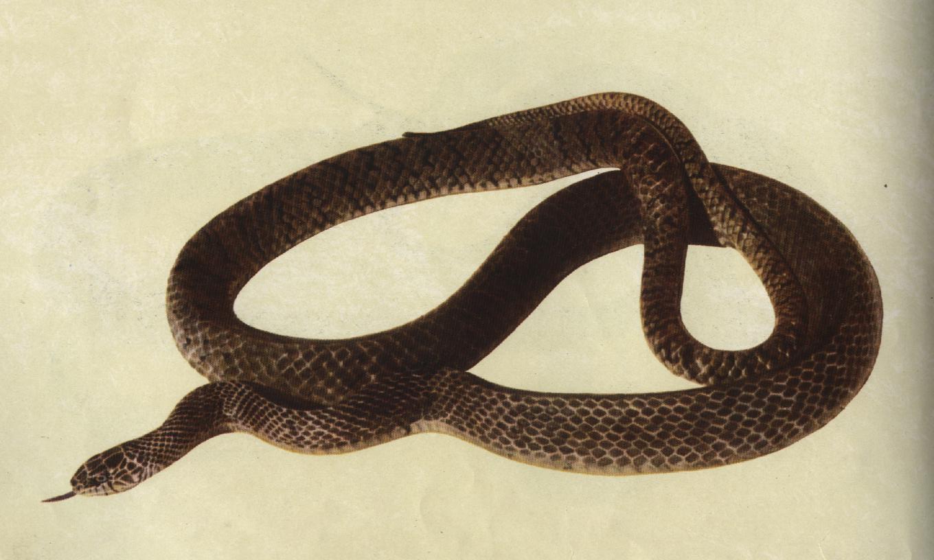  p>滑鼠蛇(学名:ptyas mucosus),俗名:乌肉蛇,草锦蛇,长标蛇,水律蛇