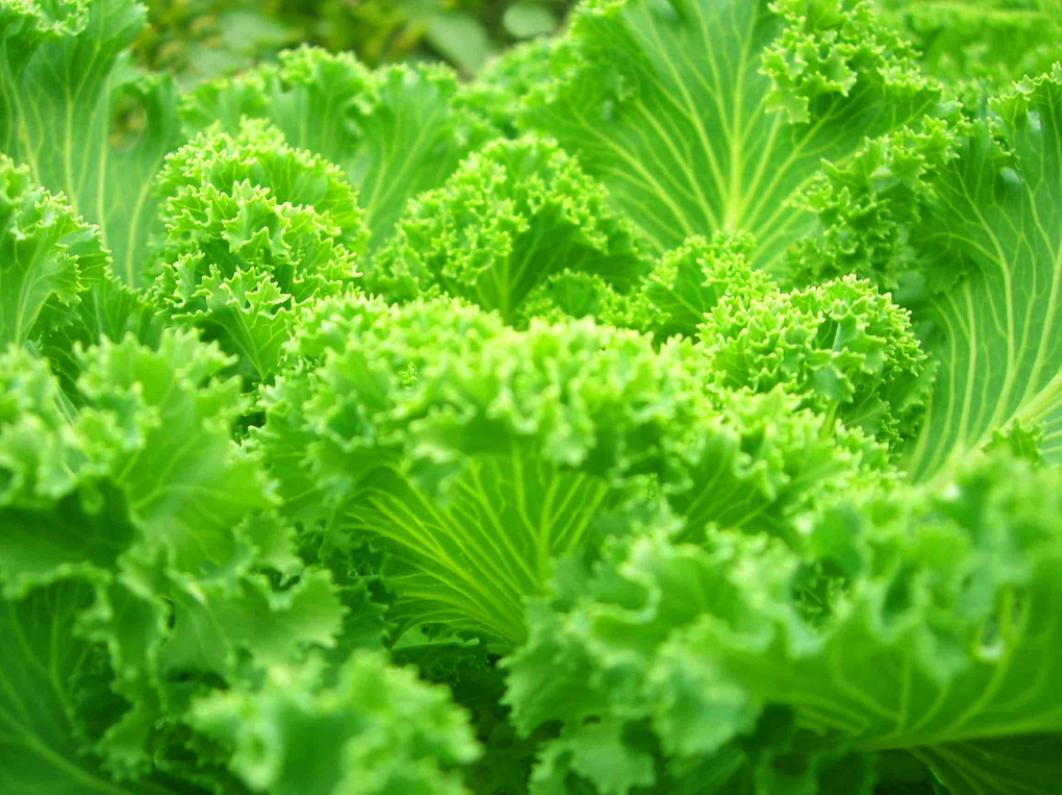  p>绿叶菜是一类主要以鲜嫩的绿叶,叶柄和嫩茎为产品的 a target="