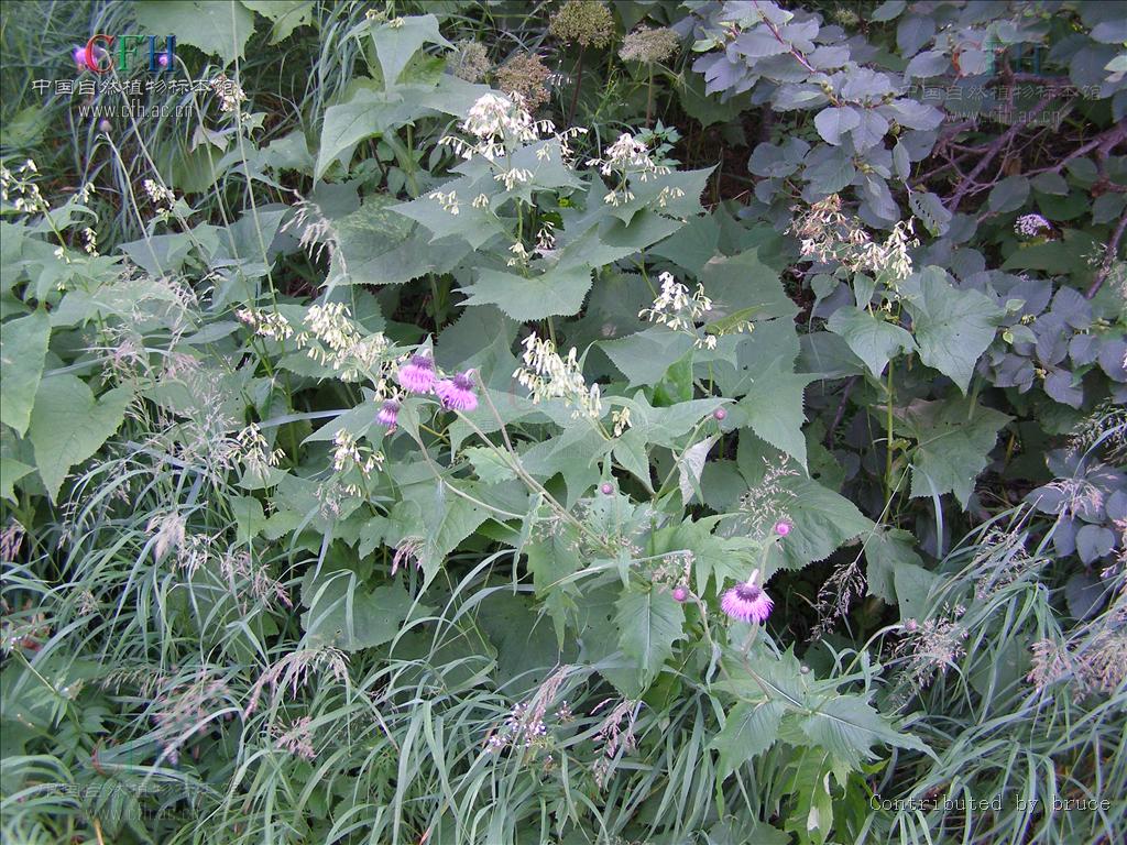  p>蟹甲草(拉丁学名:parasenecio forrestii)为 a data-lemmaid="