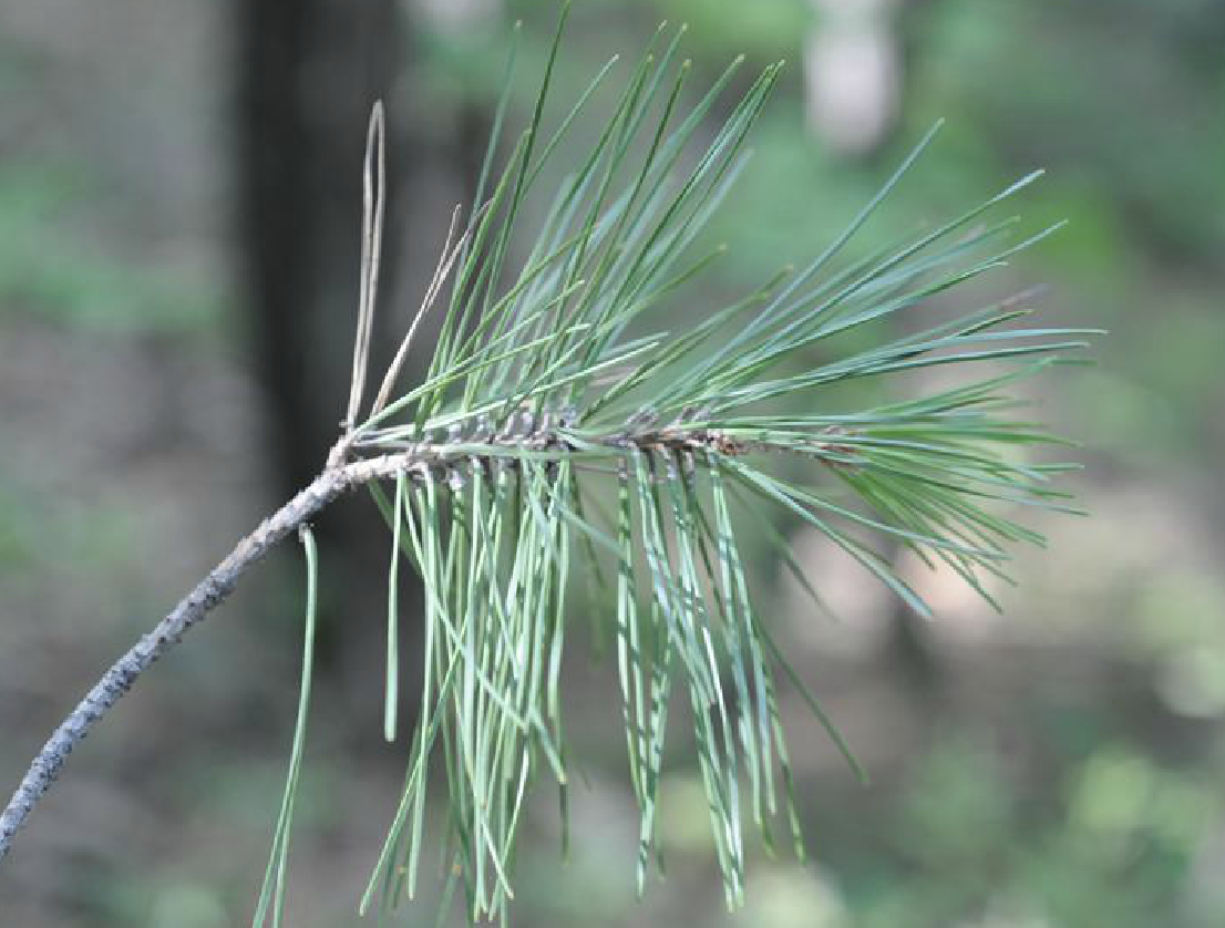  p>兴凯赤松(学名: i>pinus densiflora /i> sieb. et zucc. var.