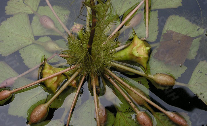  p>丘角菱(学名: i>trapa /i>  i>japonica /i> flerow)是菱科菱属