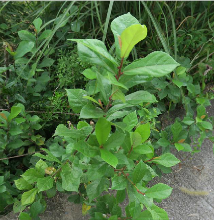  p data-id="txtlffkmleos">琴叶榕( i>ficus pandurata /i> hance)是