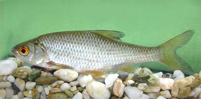 rutilus,linnaeus, 1758),英文名roach,是一种很常见的淡水鱼和咸水鱼