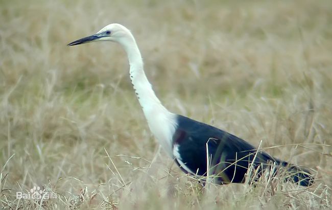 white-necked heron