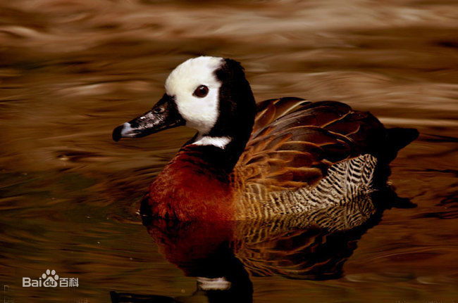  p>白脸树鸭(学名: i>dendrocygna viduata /i>)为 a href="#">雁形目