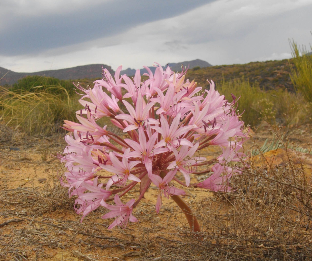  p>灯台百合,学名candelabra flower, perdespookbossie;石蒜科, a>
