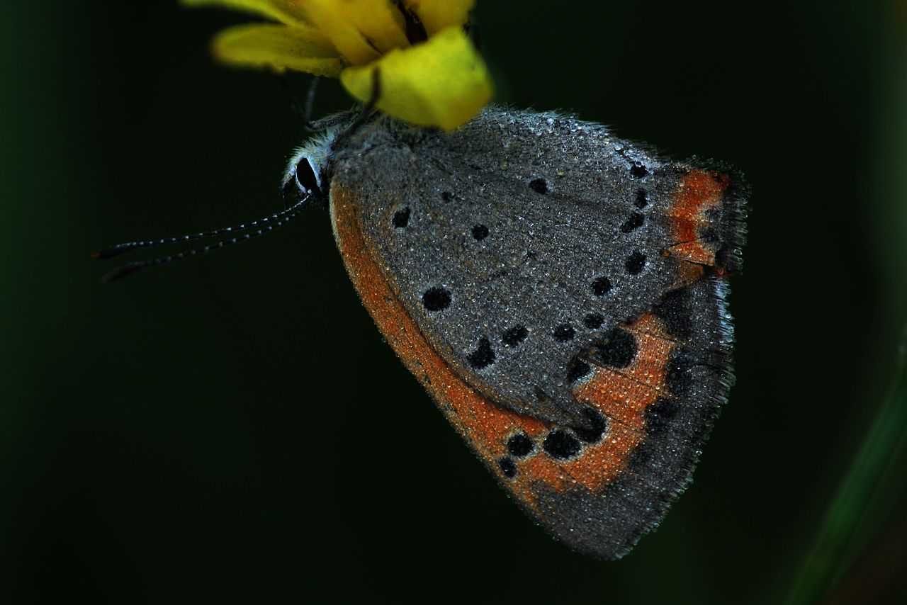 lycaena phlaeas