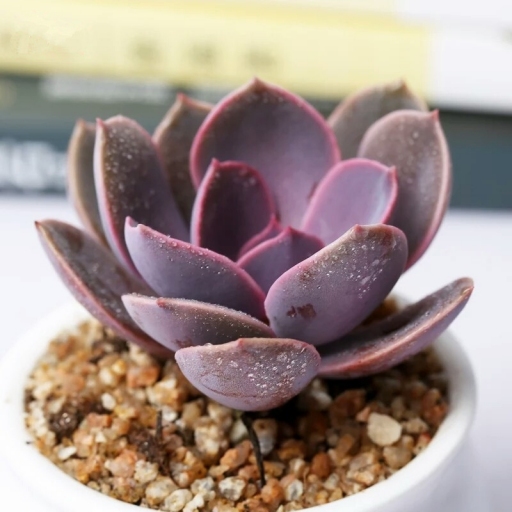  p>丁香是景天科拟石莲属多肉植物. /p>