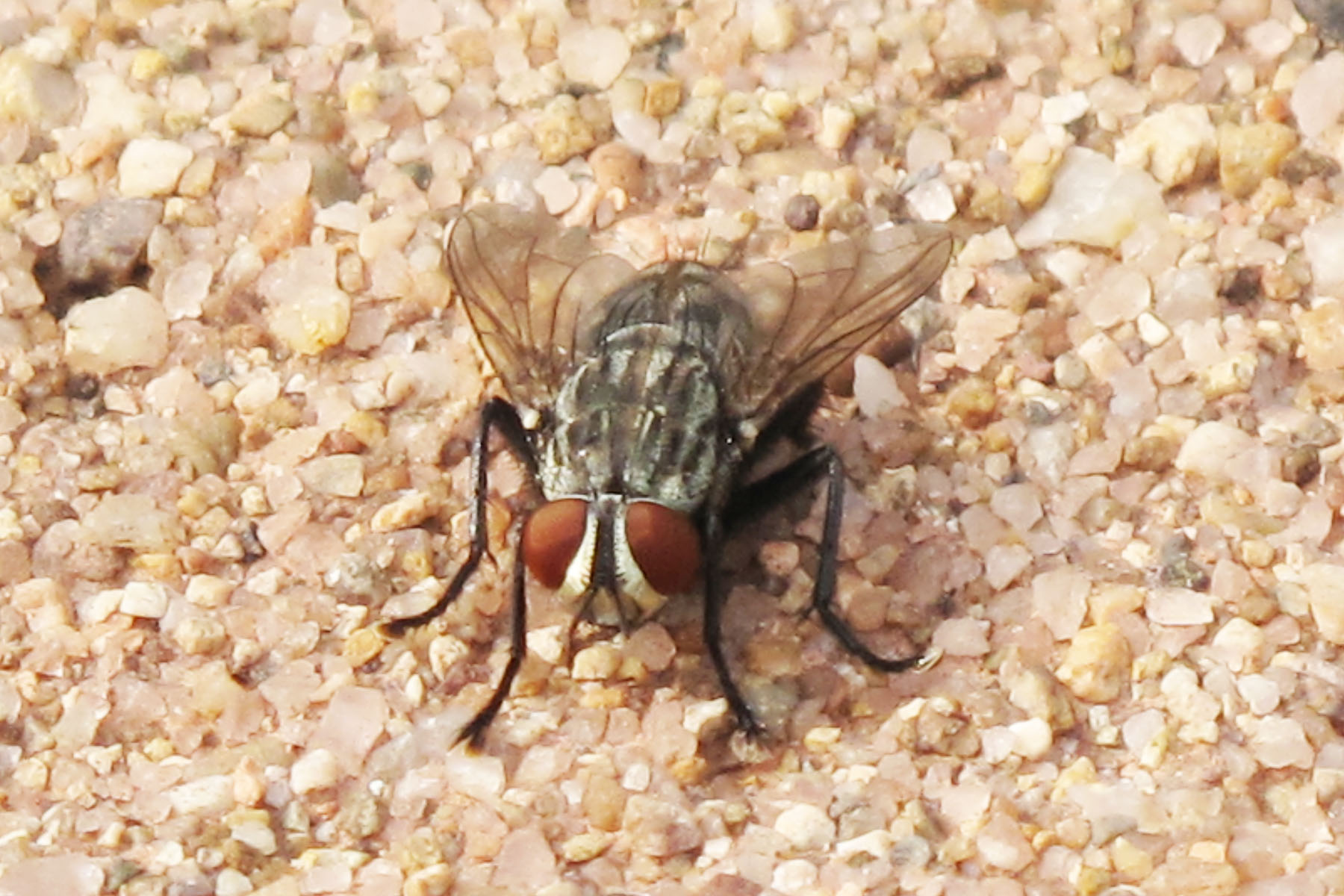  p>羊狂蝇(oestrus ovis)是 a href="#">节肢动物 /a>门(arthropoda)