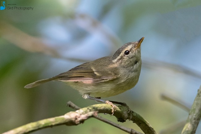  p>暗绿柳莺(学名: i>phylloscopus trochiloides /i>):小型鸟类,体长