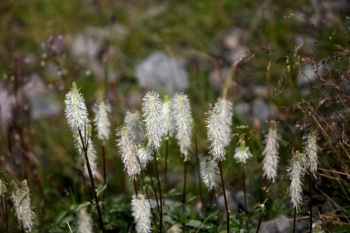  p> b>大白花地榆 /b>(学名: i>sanguisorba sitchensis /i>)是蔷薇科