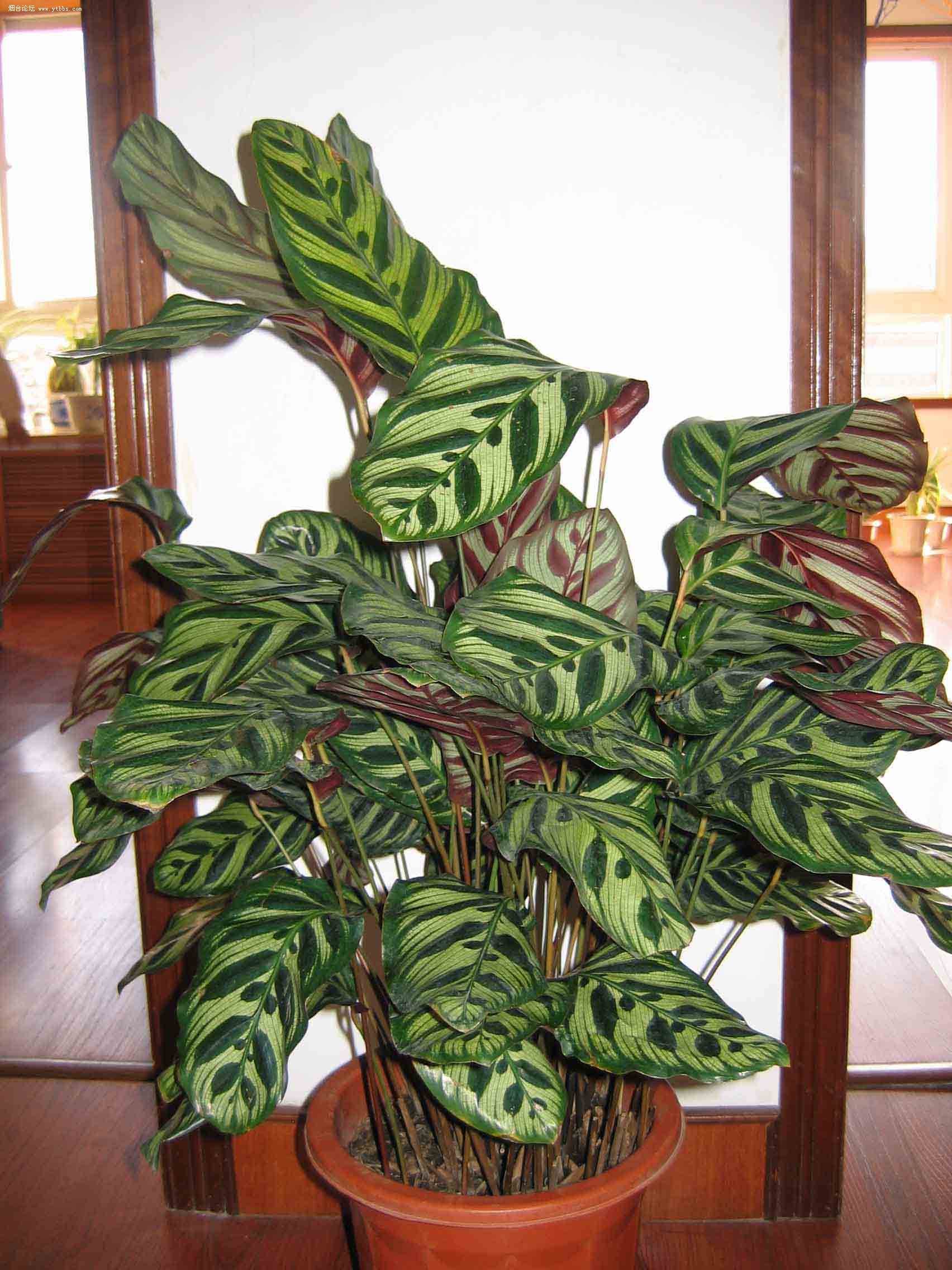  p>孔雀竹芋(学名: i>calathea makoyana  /i>e. morr.
