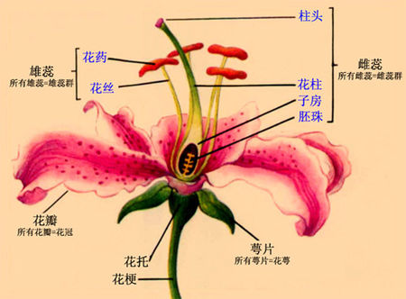  p>萼片是植物组织,指花的最外一环,能保护 a target="_blank" href="