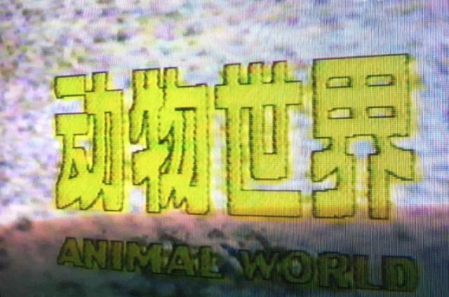 动物世界