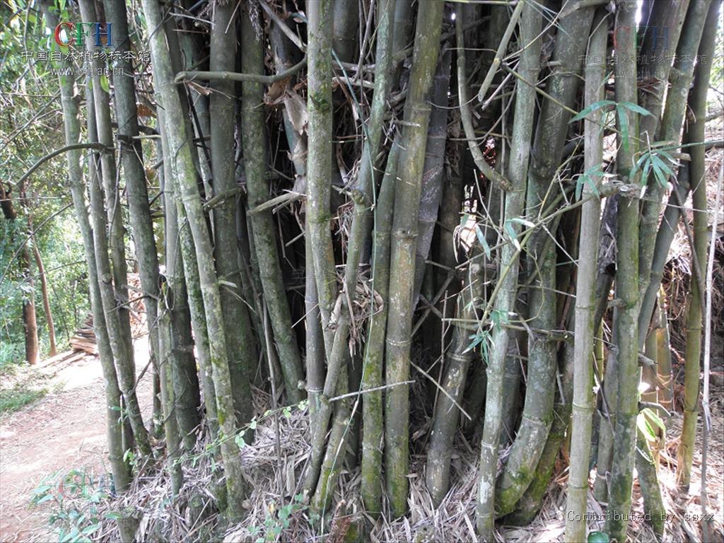 本种叶片较大,可制斗笠,船篷和包裹粽子之类的食品;竹竿可供菜农作为