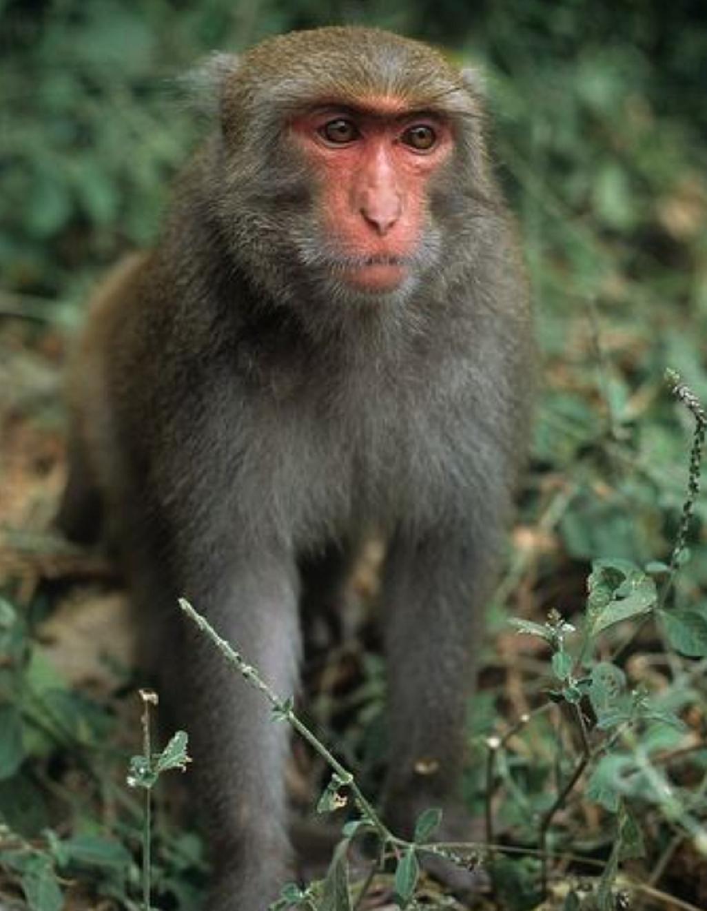 macaca cyclopis