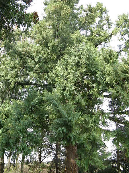 ">裸子植物门 /a> a href="#" data-lemmaid="11048953">松杉纲 /a> a