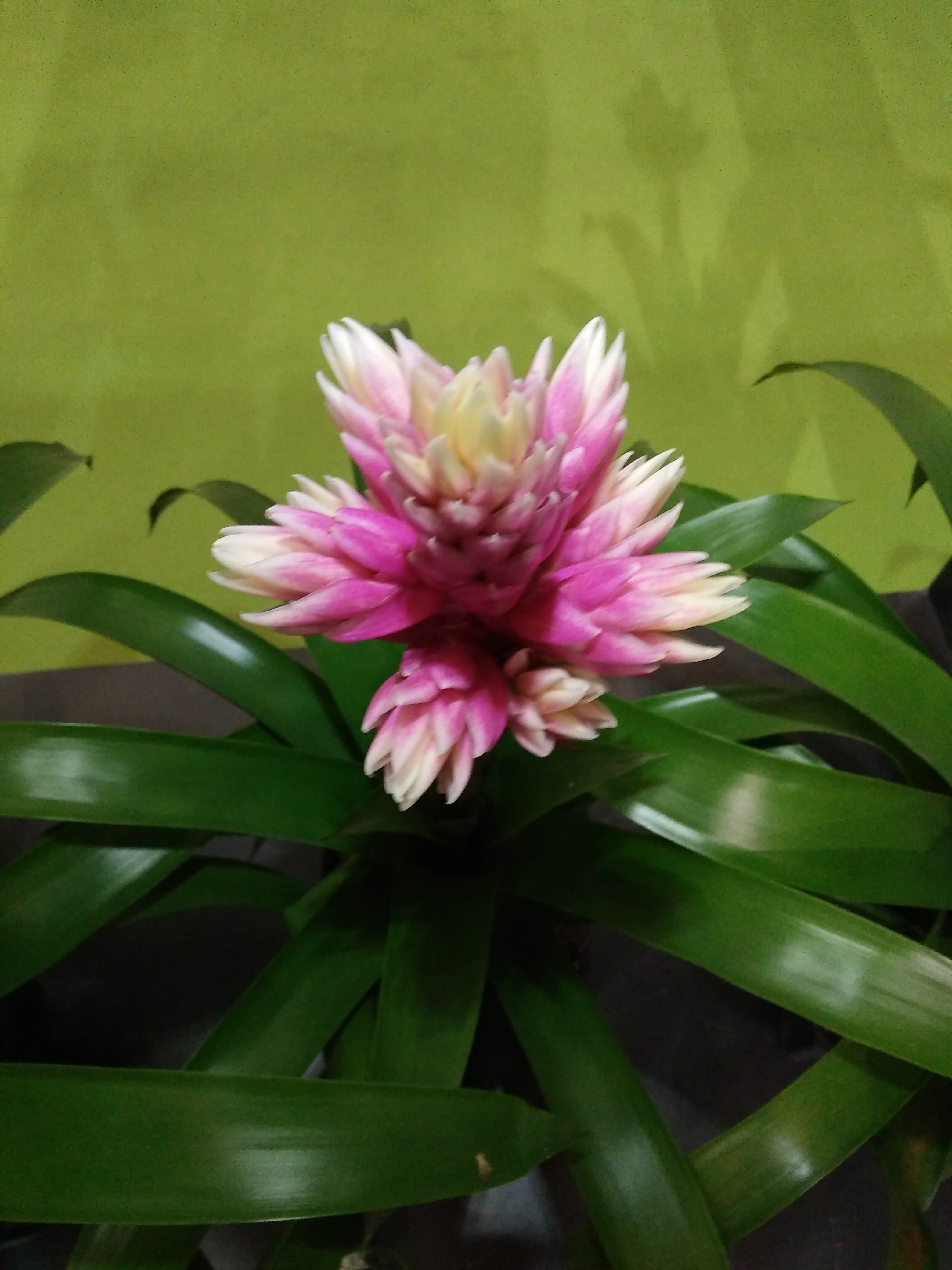  p>凤梨科,(学名:bromeliaceae )是禾本目下一个科, a target="_blank