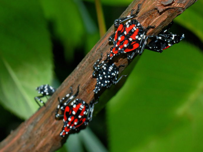  p>斑衣蜡蝉(学名:lycorma delicatula)是同翅目蜡蝉科的昆虫,民间