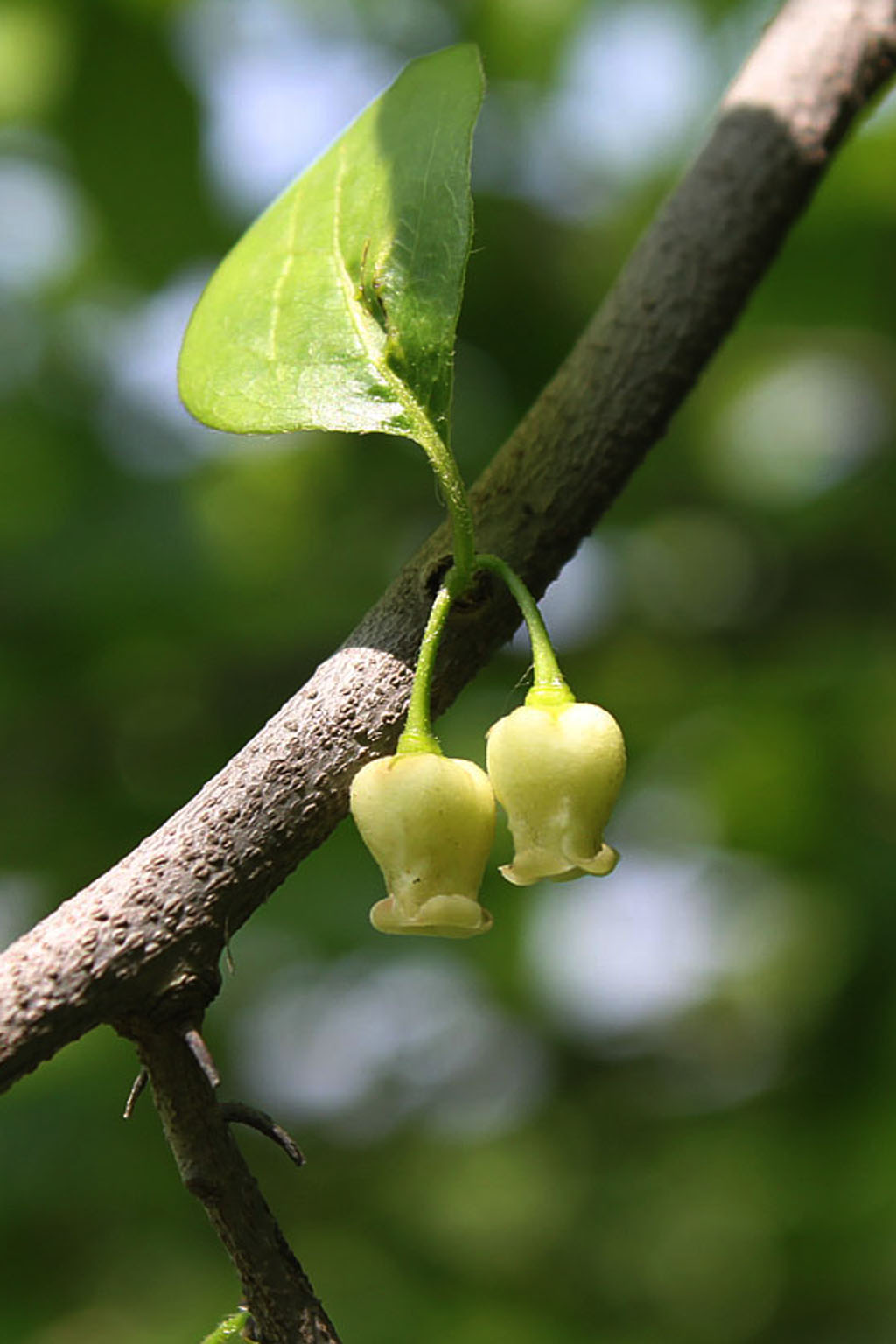 柿科(ebenaceae gürke)是杜鹃花目