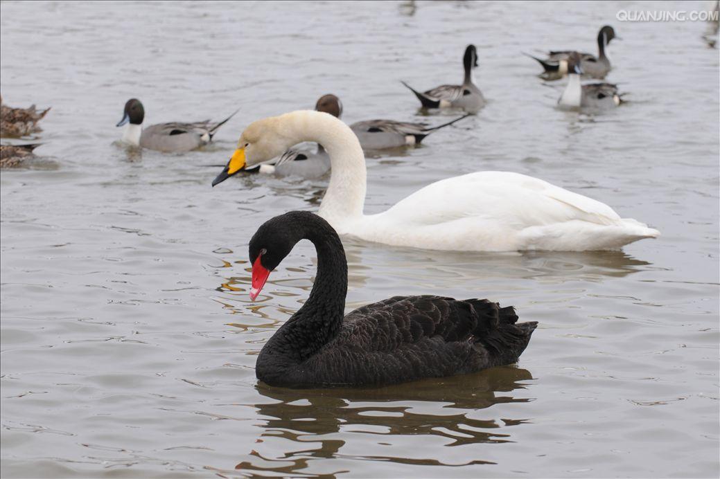 黑天鹅和白天鹅