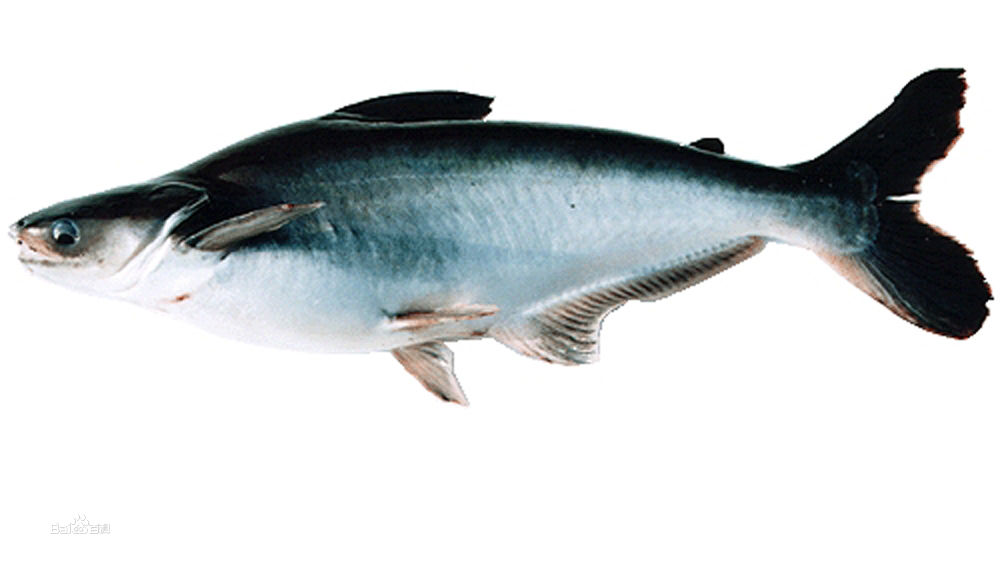  p>淡水白鲨,俗名:珍珠鱼, a href="#" data-lemmaid="168507">水晶