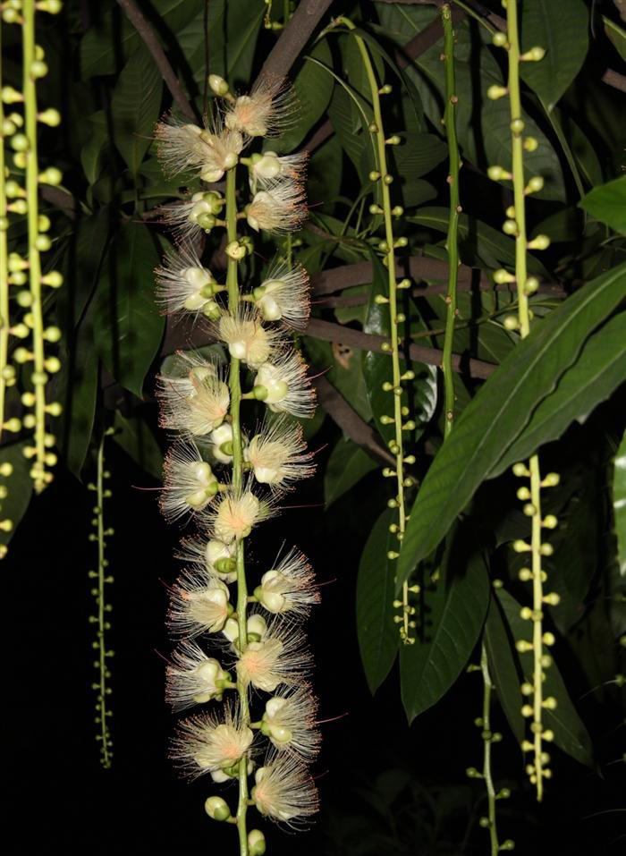 是玉蕊科玉蕊属的常绿乔木,株高达20米,稀灌木状;叶常丛生枝顶,纸质