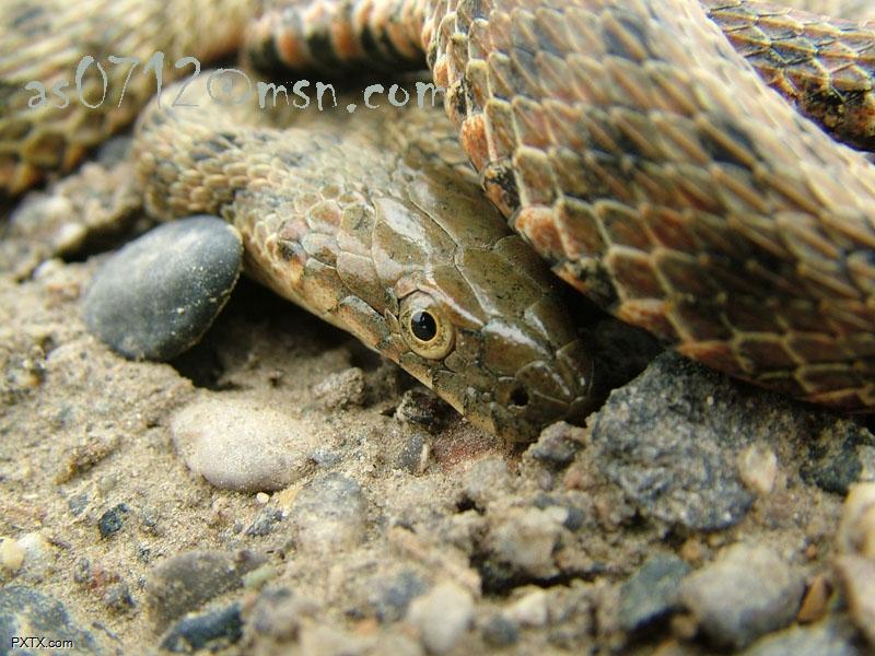 蛇体全长最长可达200厘米.