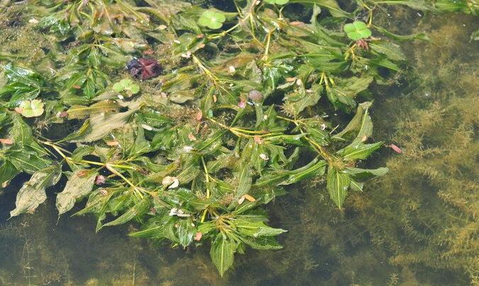  p>竹叶眼子菜(学名: i>potamogeton wrightii /i> morong)是眼子菜科