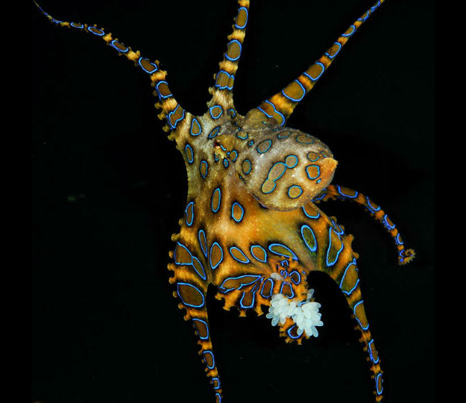 金色闪光|日本寿司店疑似发现“蓝环章鱼” 市监部门已介入调查