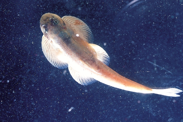  p>池沼浮游生物,是浅小的淡水域池沼的浮游生物.分布在干涸的池沼.