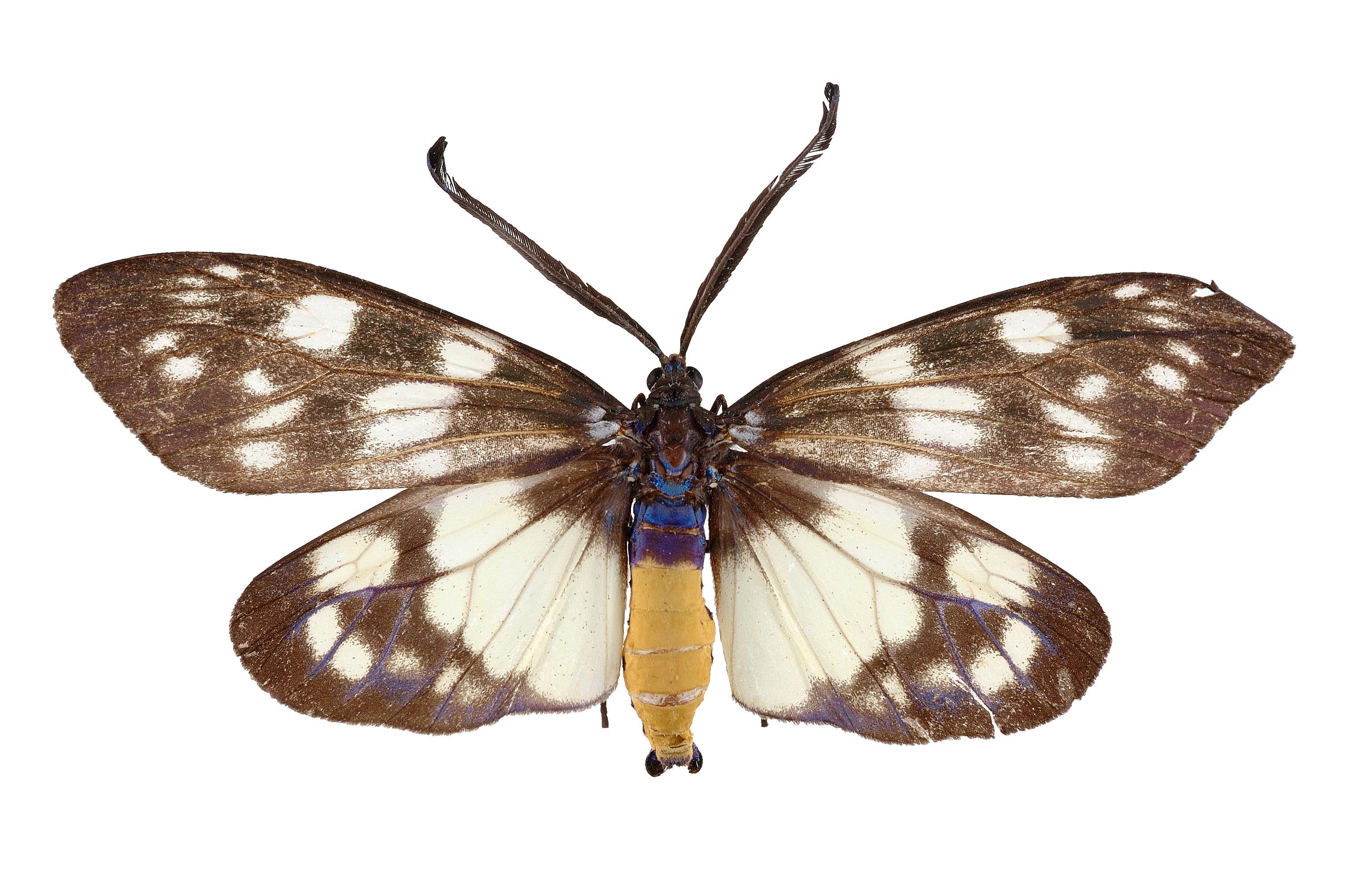  p>灯蛾科( i>arctiidae /i>)为鳞翅目大鳞翅亚目夜蛾总科的一个大科