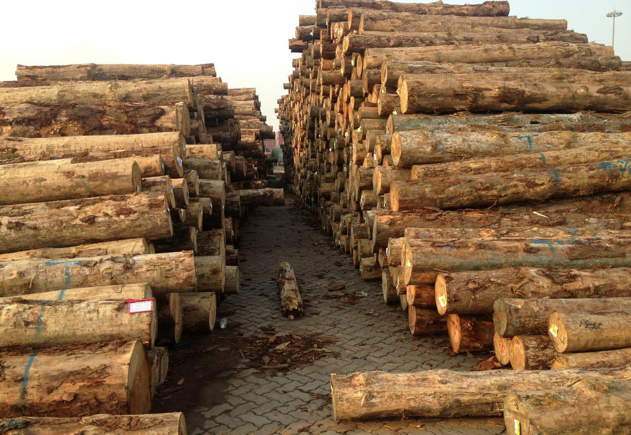  p>新西兰辐射松,又名新西兰松,英文名monterey pine ,原产于美国加州