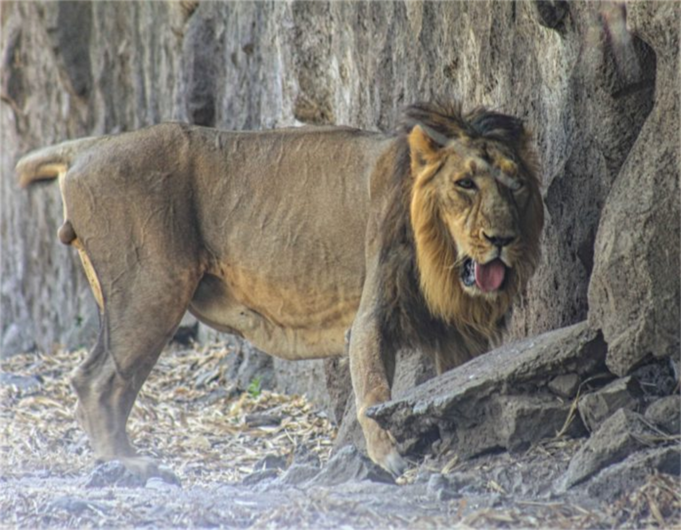  p>马赛狮是狮子的原亚种,俗称东非狮.