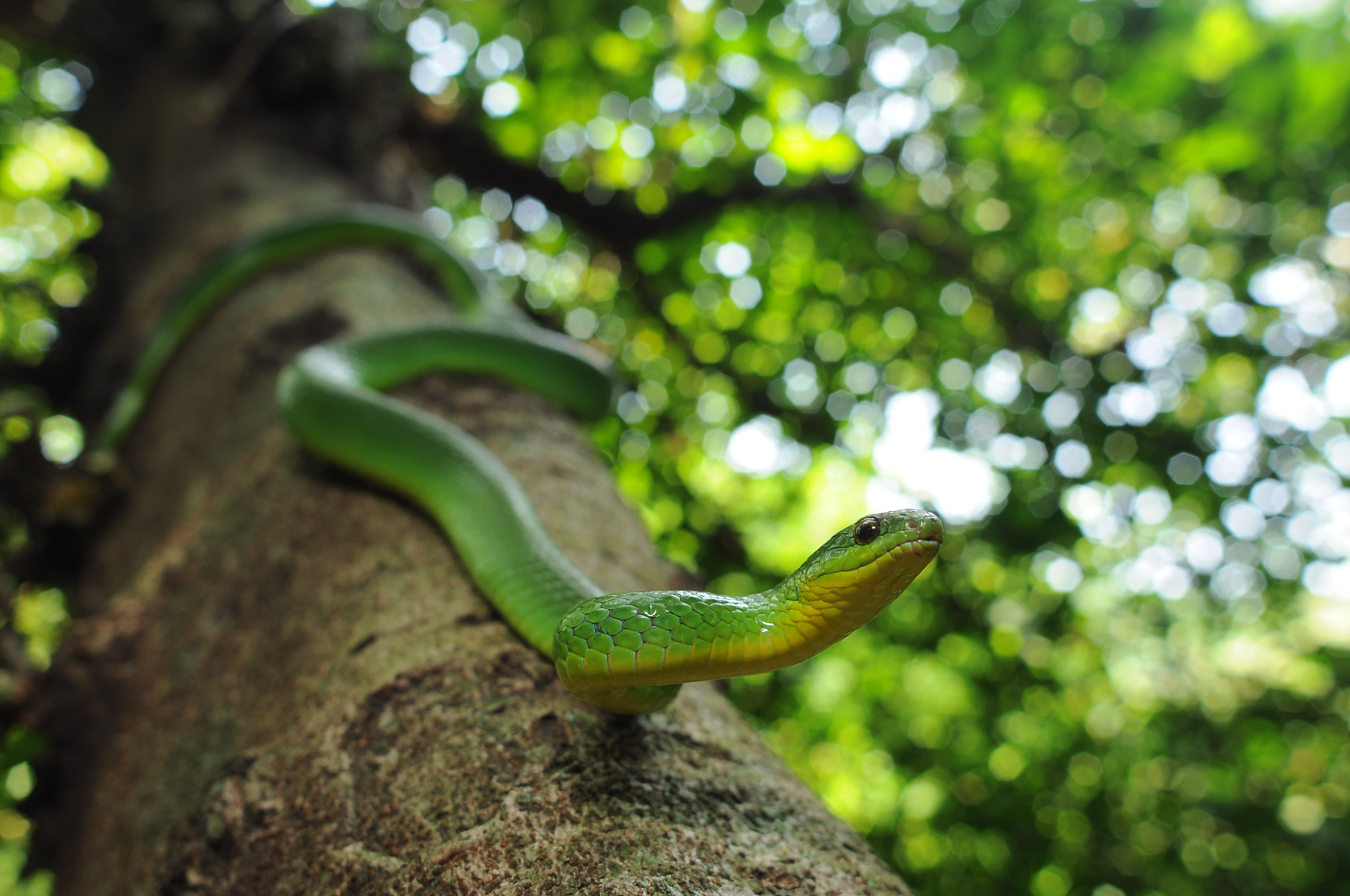 major  /i>)属于游蛇科,翠青蛇属,全长1000毫米左右,身体绿色,吻端窄