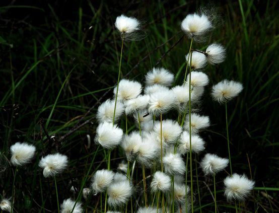  p>北极羊胡子草,学名eriophorum callitrix, a target="_blank" href