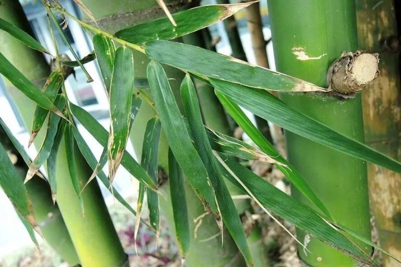 bambusa sinospinosa mcclure