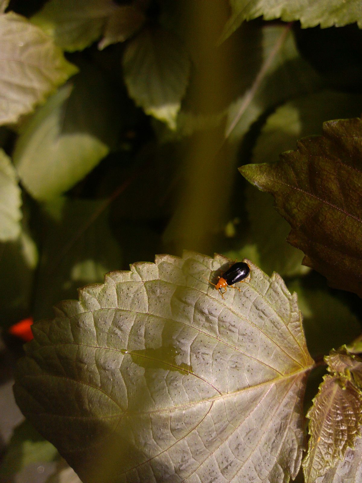  p>叶甲科 ch r y s o me l i d a e