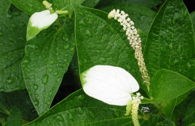  p>半夏属  i>pinellia /i> tenore,是 a data-lemmaid="6721720">