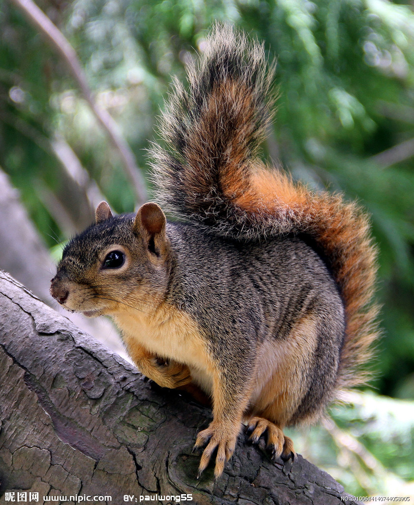 japanese squirrel
