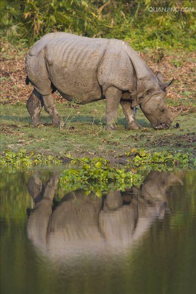 rhinoceros unicornis