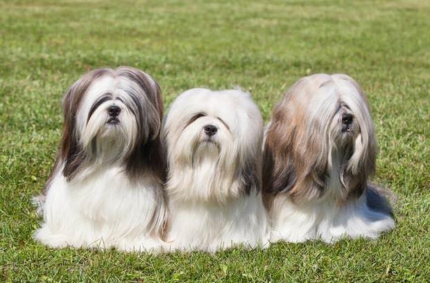  p> b>拉萨犬   /b>又称    b>拉萨狮子犬 /b>, b>西藏狮子犬   /b>等