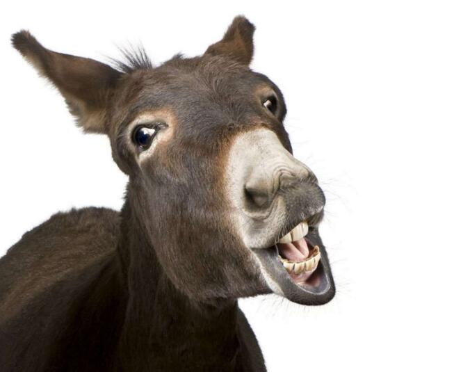  p>非洲野驴,学名: i>equus africanus /i> (von heuglin et