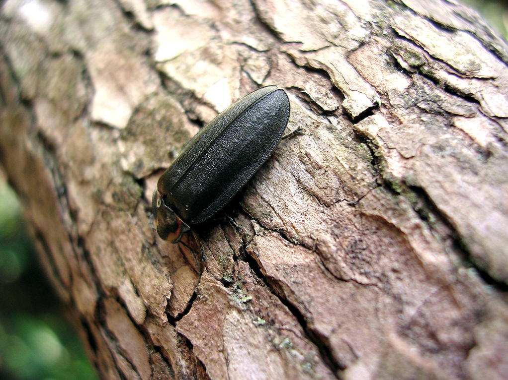  p>小蠹科(scolytidae),属昆虫纲 a href="#" data-lemmaid="1535103"