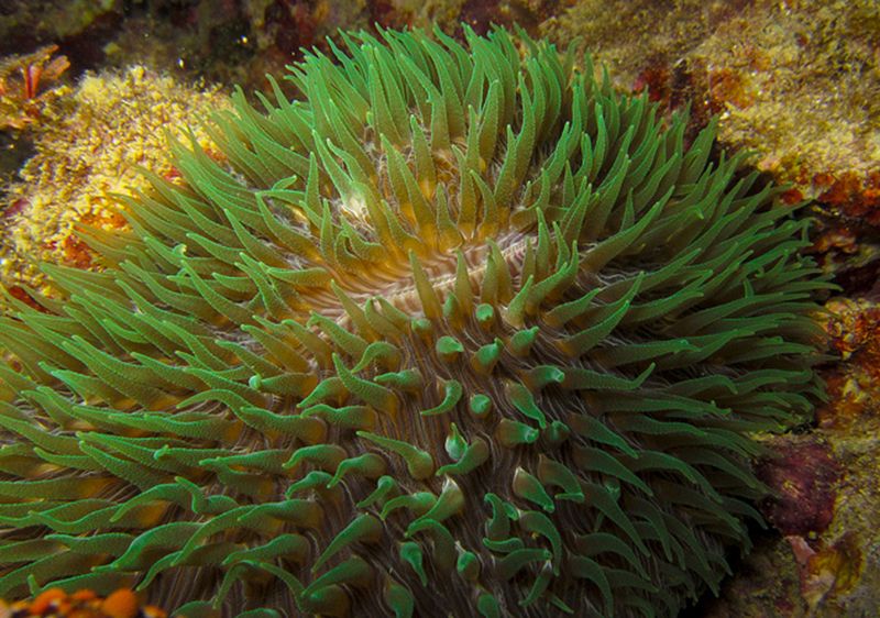 elongate mushroom coral